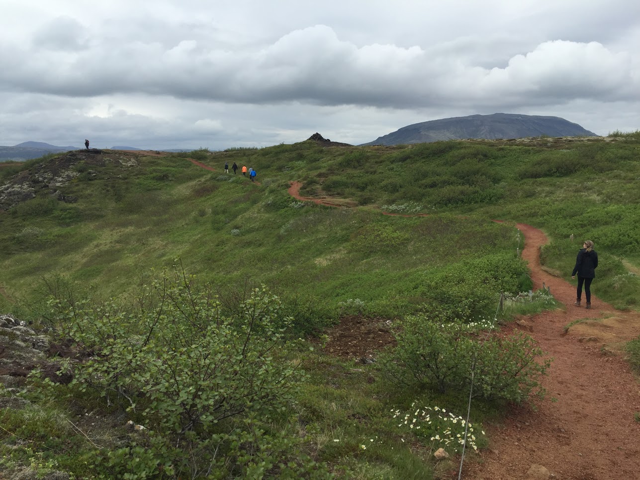 Iceland's native plants