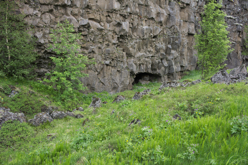 Iceland's native plants